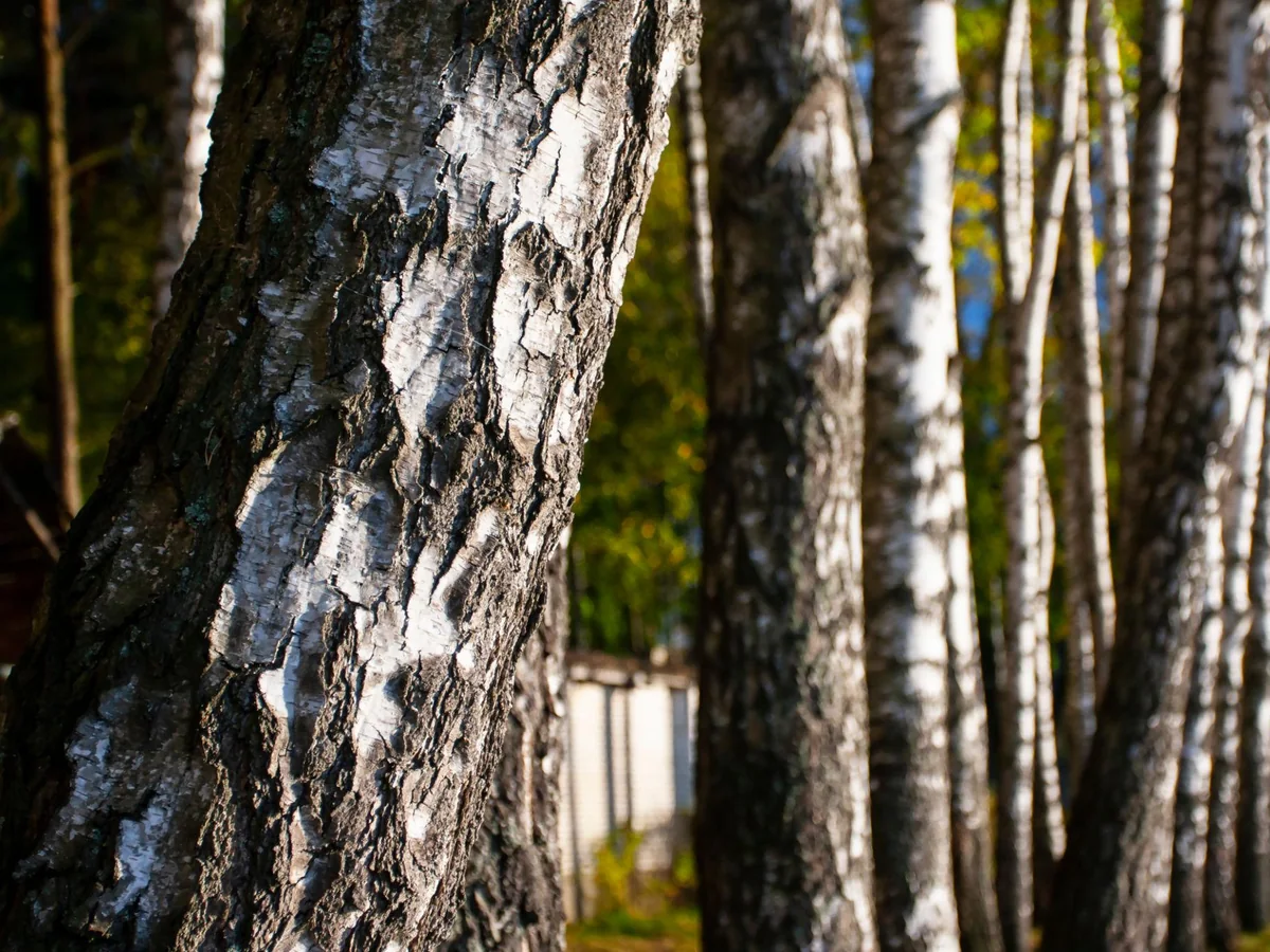 Birch bark and wood detail reference