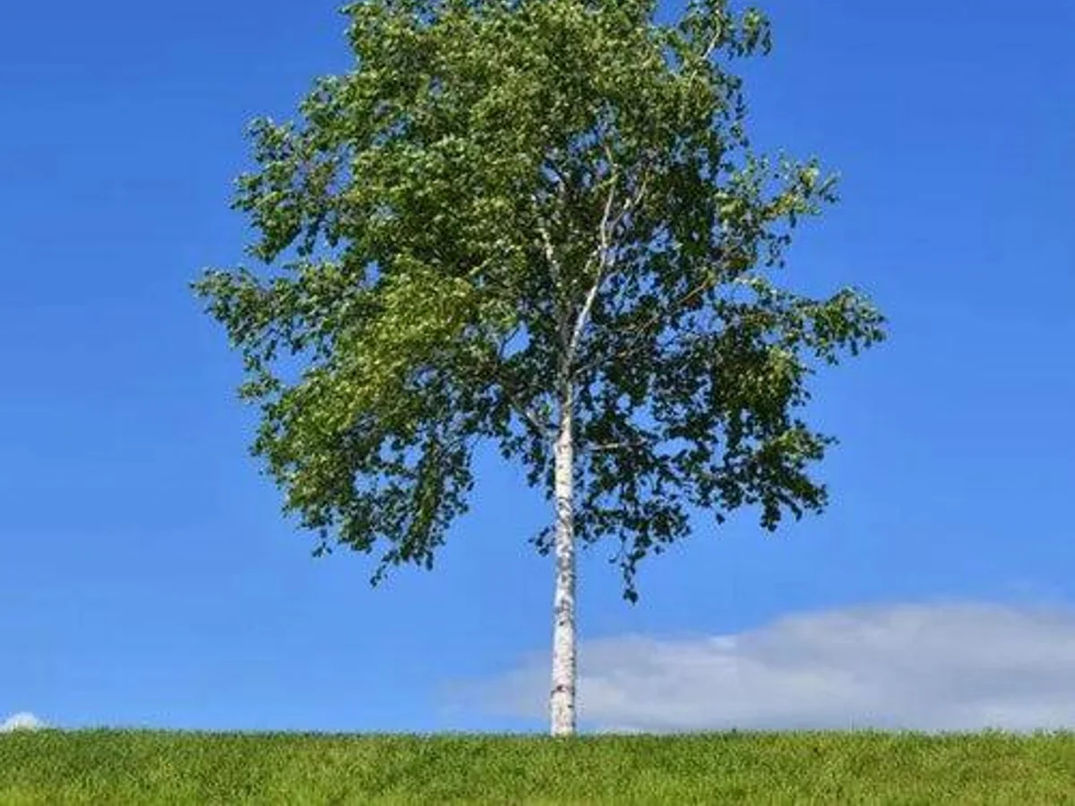 Birch tree reference