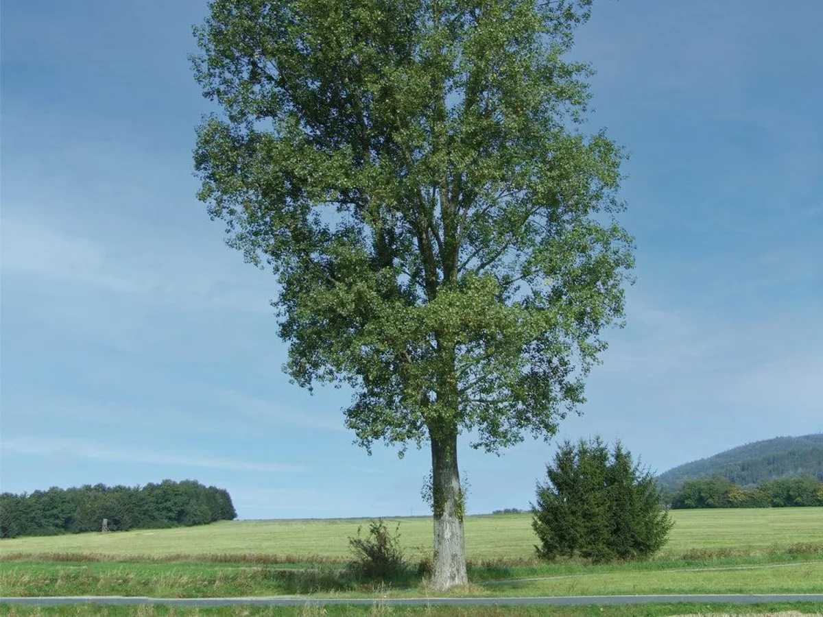 Tall poplar tree used as botanical reference for drum-shell wood origin